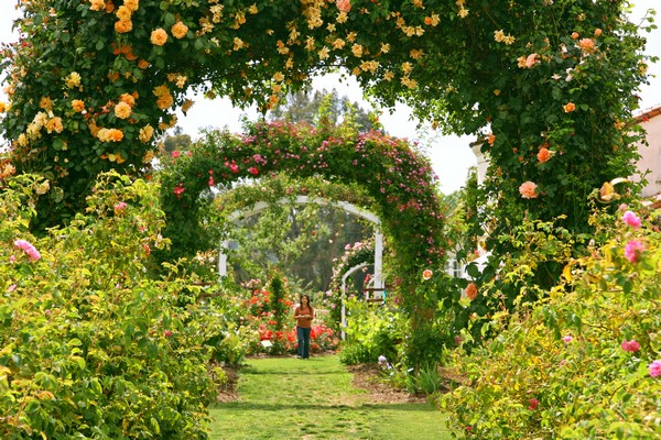 arcs of rose blooms